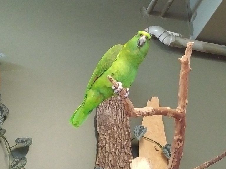 Yellow-naped Parrot.jpg