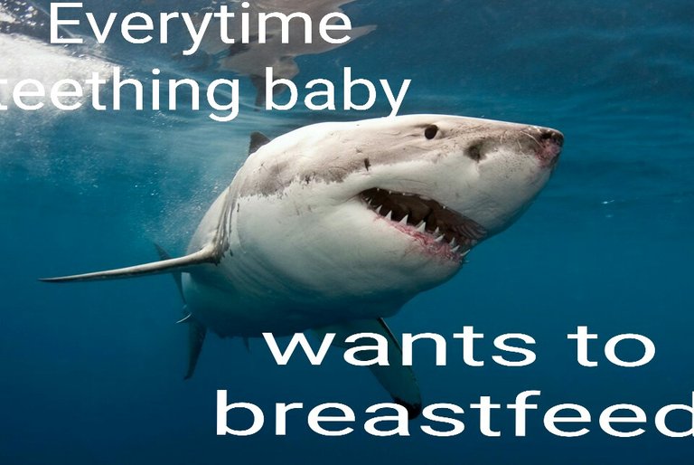 shark.jpg