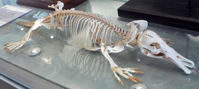 platypus skeleton.jpg