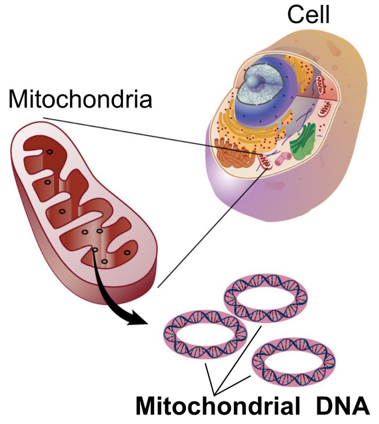 Mitochondrial_DNA_lg.jpg