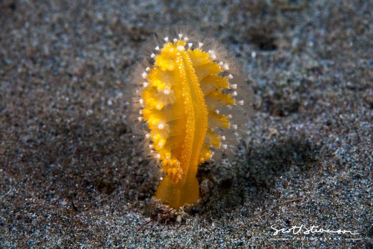 Orange Sea Pen-6.jpg