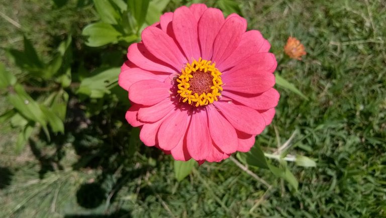 james big pink flower.jpg