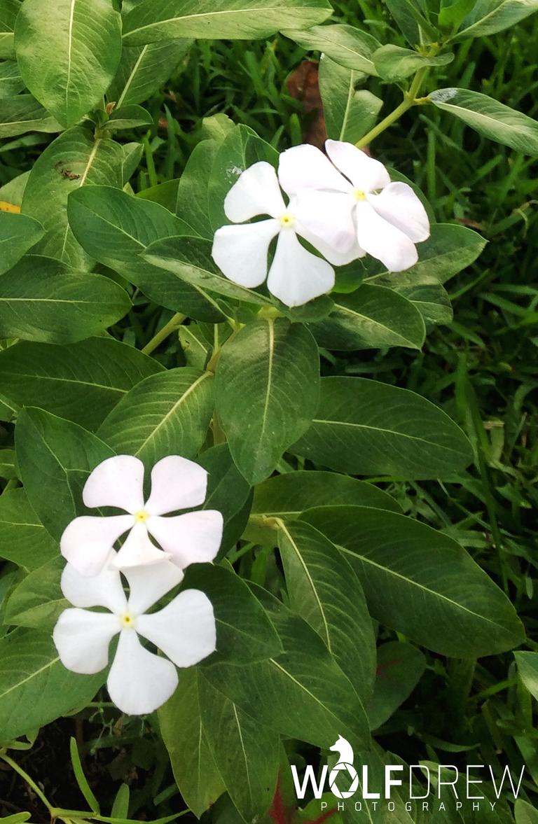 Flores Blancas.png