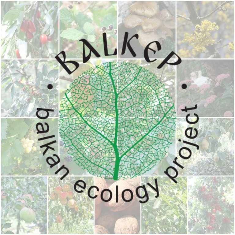 Balkan_Ecology_Project_Paul_Alfrey.jpg