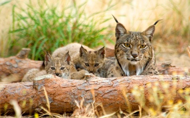 image_4453e-Iberian-Lynx.jpg