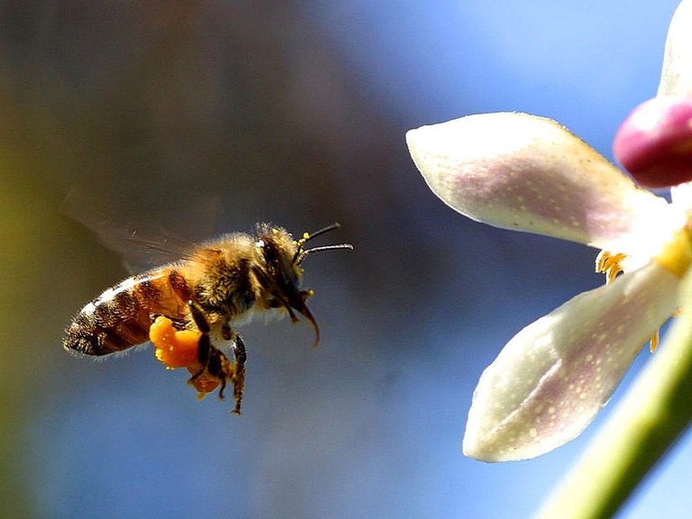 Insect-Honey-Wing-Flower-Macro-Flying-Bee-Fly-649956.jpg