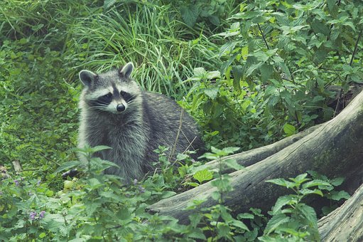 raccoon-1933593__340.jpg