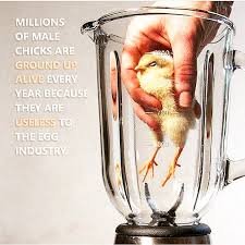 male chicks.jpg