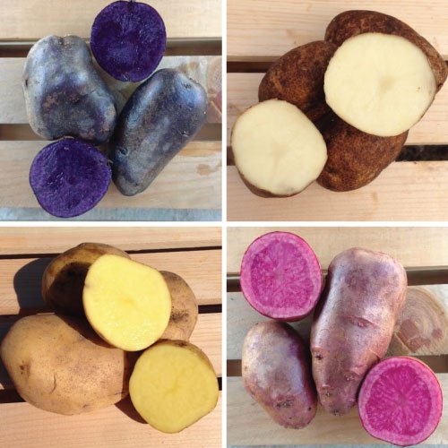 Color-Mix-Seed-Potatoes.jpg