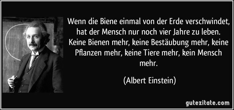 einstein zitat bienen.jpg