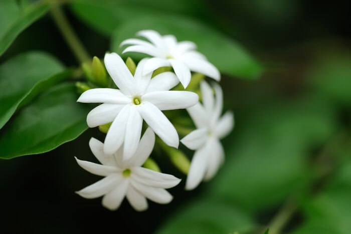 Jasmine-Meaning.jpg