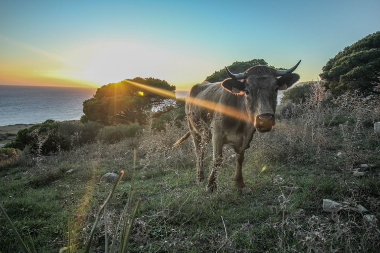 Stier-2-Wanderweg.jpg