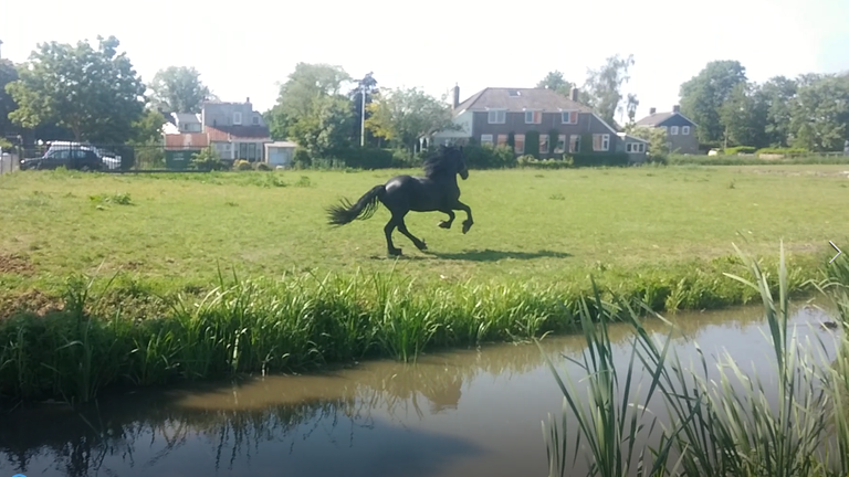 Frisian Horse.png