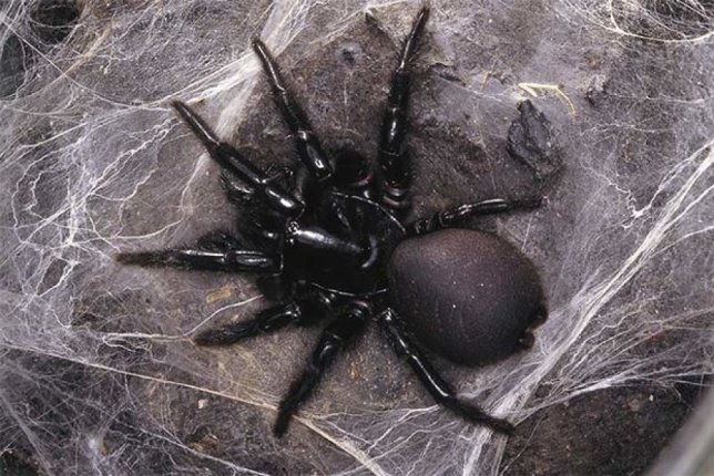 sydney funnel web spider - pinterest - b31f209bd192fd922ae8853ca9aeb5e6.jpg