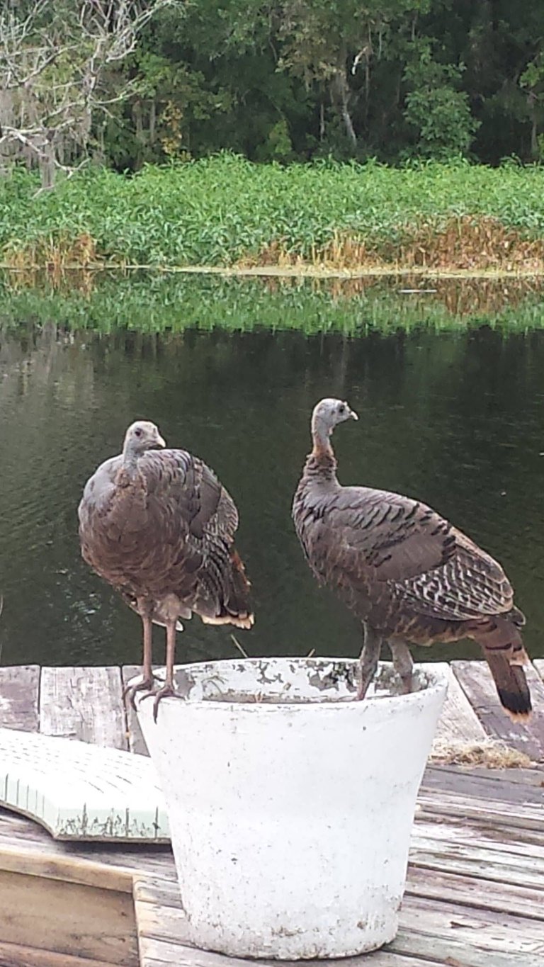 Wild Florida Turkeys