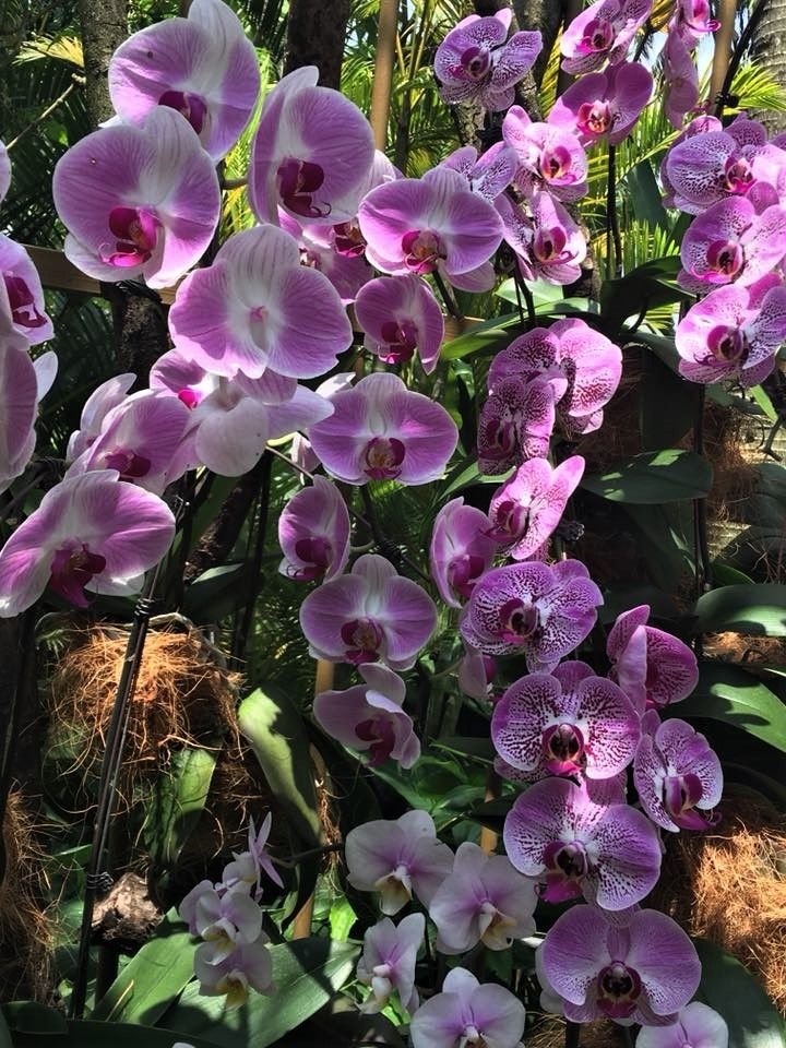 purple orchid.jpg