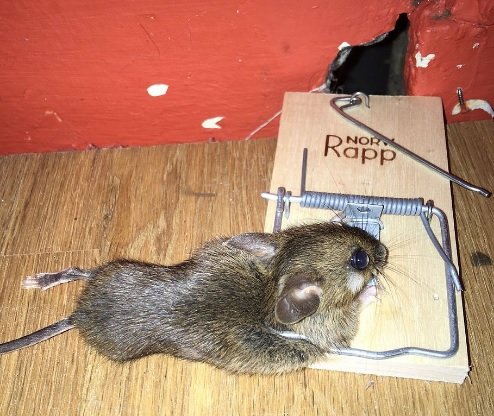 rat in trap.jpg