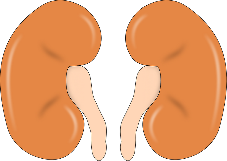 kidney-147499_960_720.png