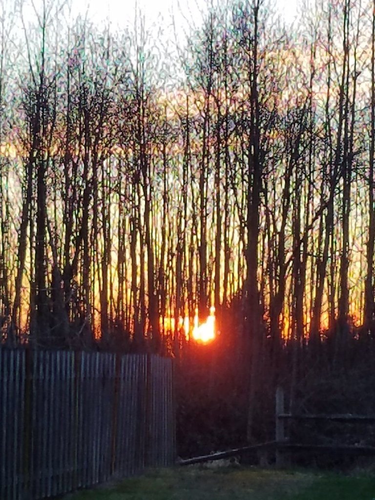 SunsetTrees.jpg