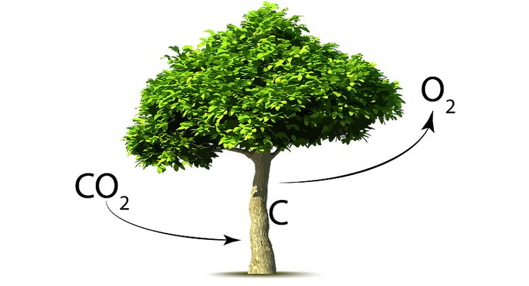 Albero co2.jpg