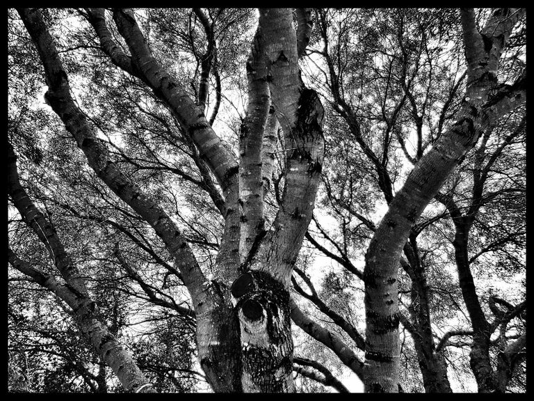 Trees Tuesday Week 9 outofperspective.jpeg