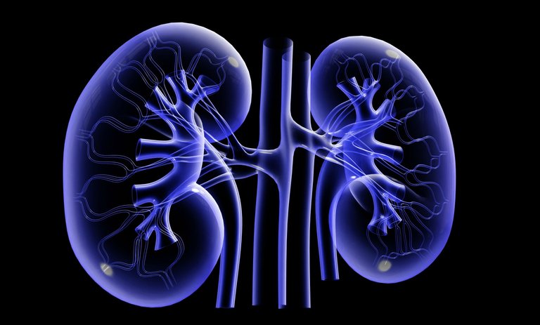 healthykidneys.jpg