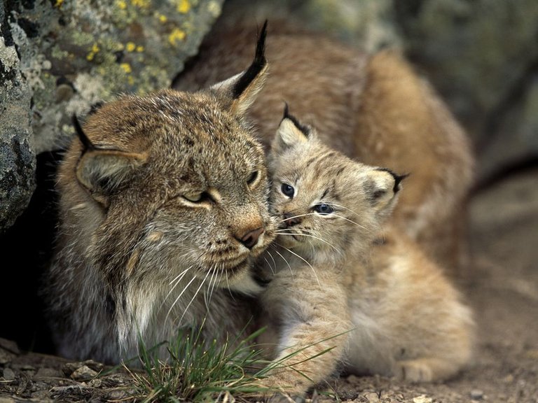 Lynx-lynx-cat-27763237-989-742.jpg