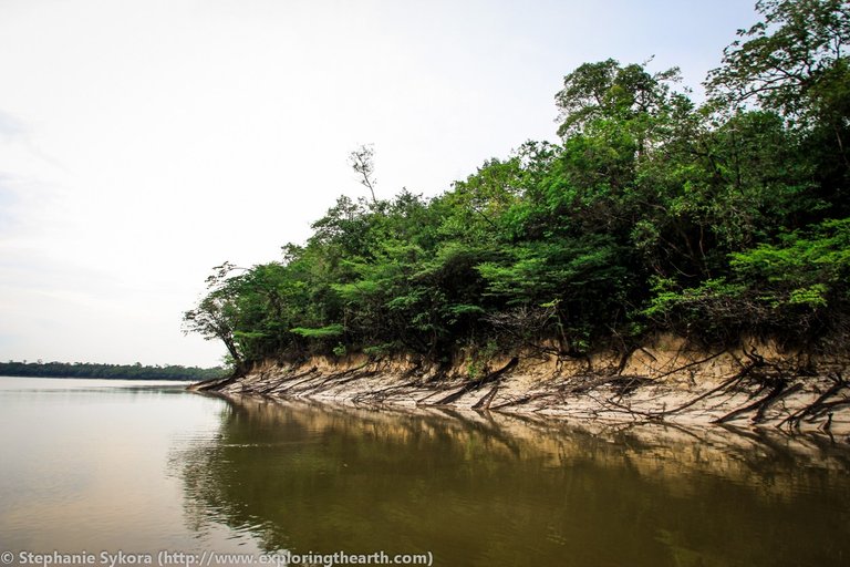 urubu-amazon-river-brazil-2.jpg