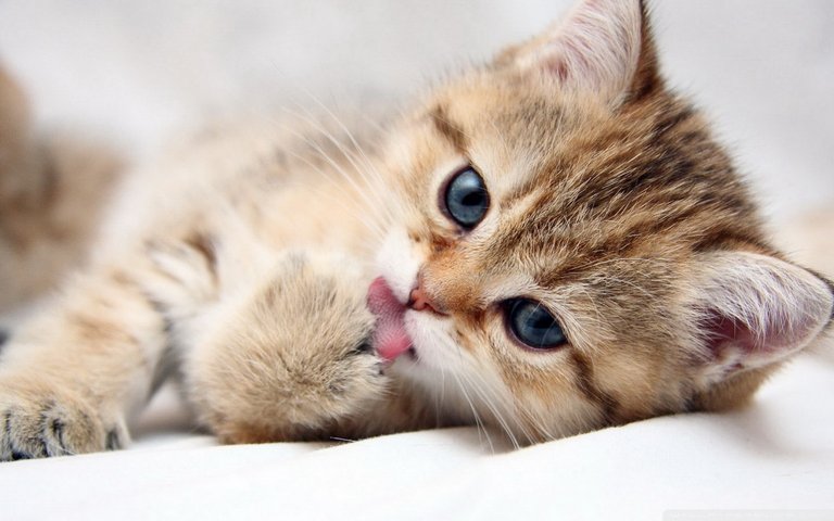 cute_kitty-wallpaper-1920x1200.jpg