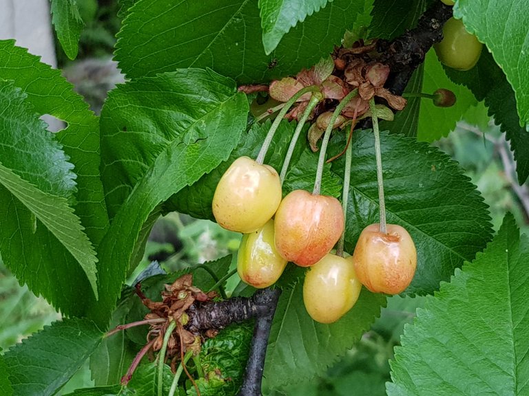 20180509_155330.jpg