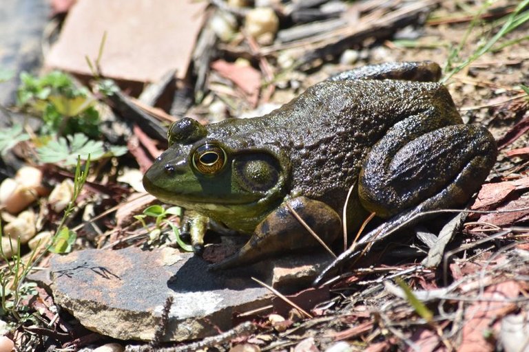 DSC_0308.JPG