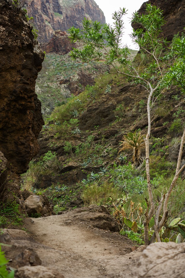 Tenerife day 6 Masca_74.jpg