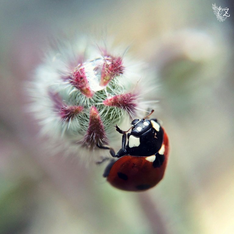 i-macro-68.jpg