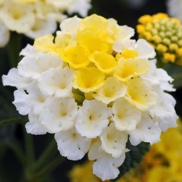 dba4f70fc0904fb28edcba50d2776929--flowers-in-bloom-lantana-flowers-in-pots.jpg