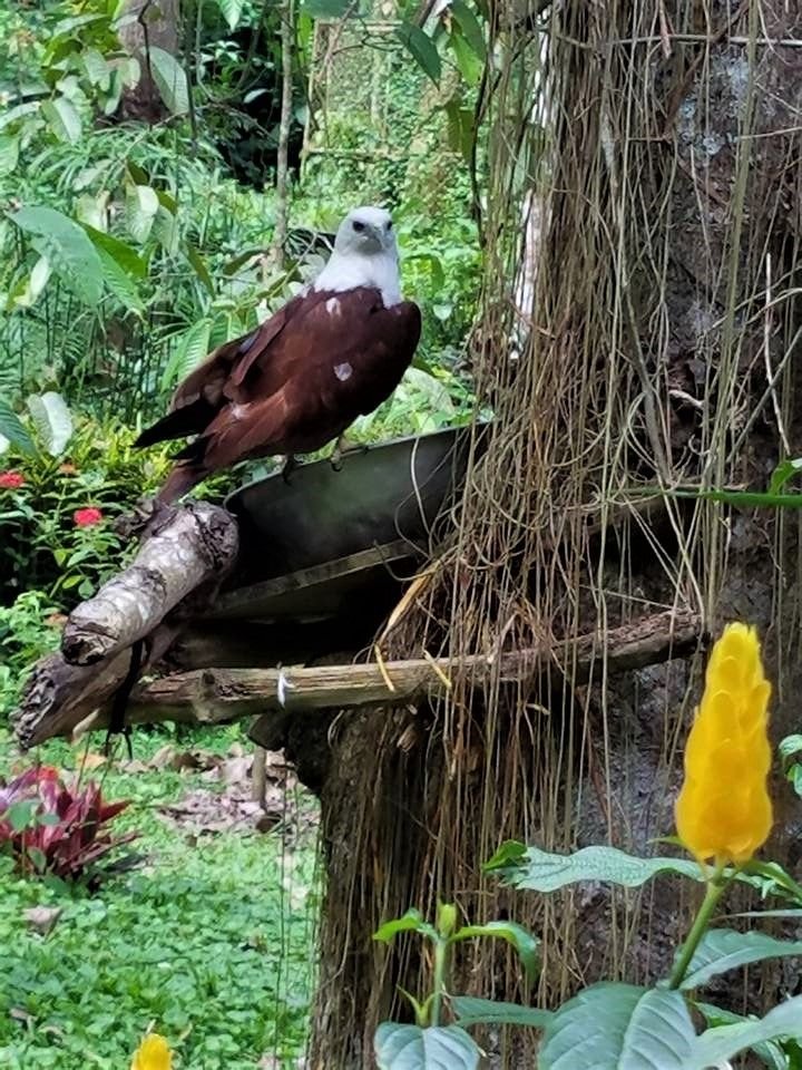 eagle santuary davao city.jpg