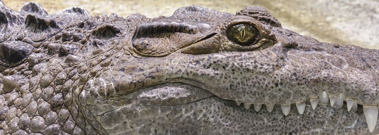 crocodile-tooth-reptile-alligator-186619.jpeg