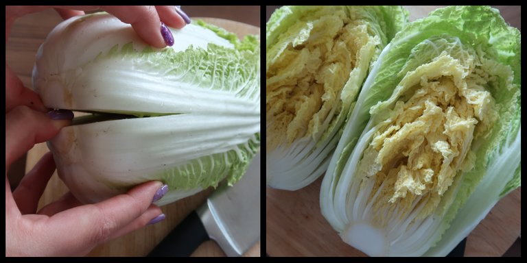 cabbage.jpg