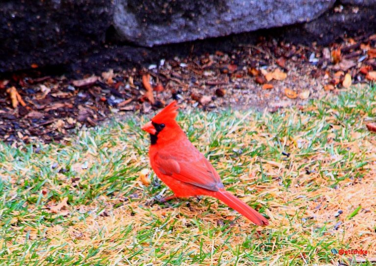 Northern Cardinal PFW20-24-0001.JPG