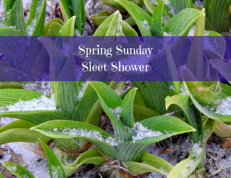 Spring Sunday Sleet Shower.jpg