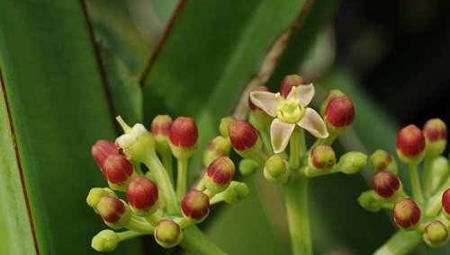 Cissus-quadrangularis-6.jpg