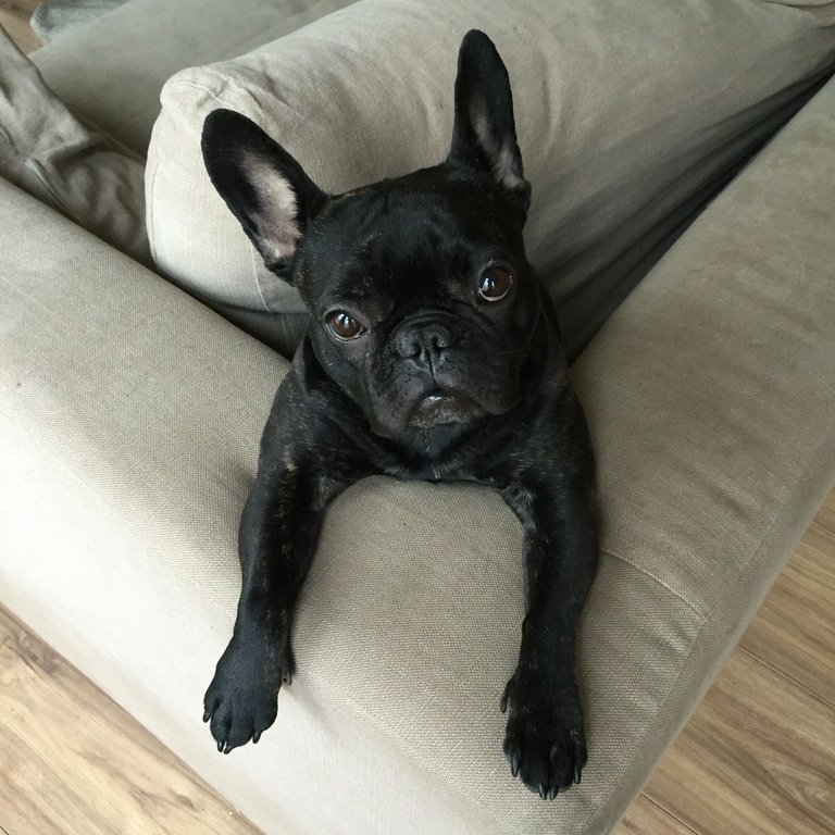 Wipje-French-Bulldog.jpg