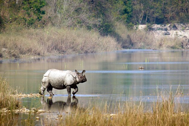 chitwan.jpg