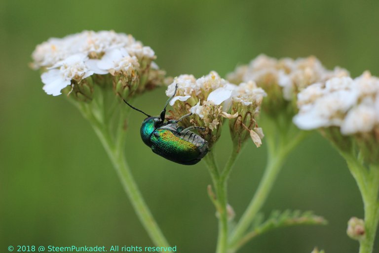 Cryptocephalus sericeus.JPG