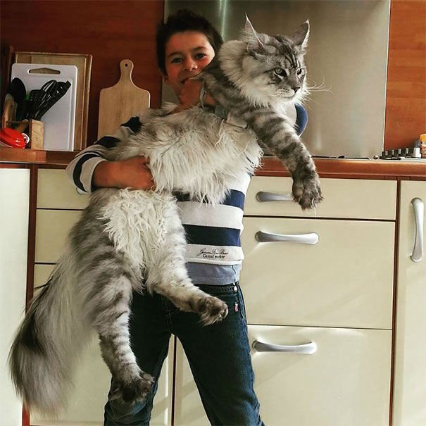 maine-coon-cats37.jpg