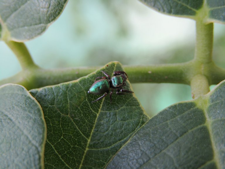 GreenInsect.jpg