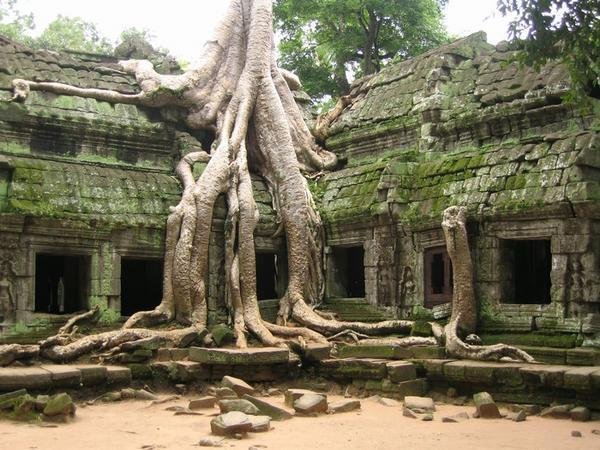 Silk-Cotton-Trees-Cambodia.jpg