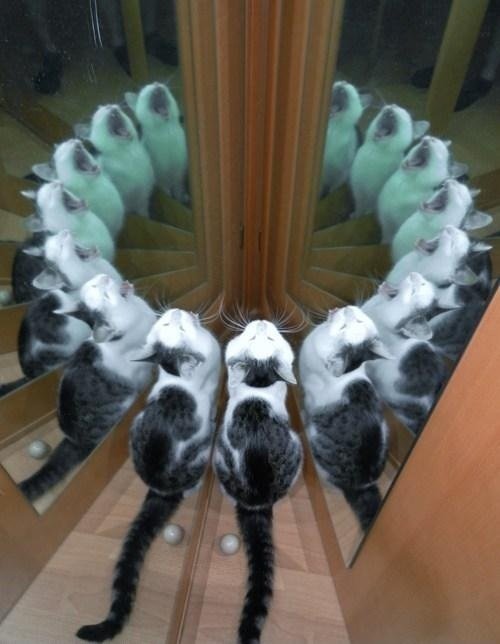 Awesomely-Cute-Kitten-Reflection-Pic.jpg