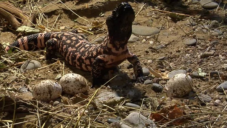 305428507-gila-monster-egg-arizona-eating-animal.jpg