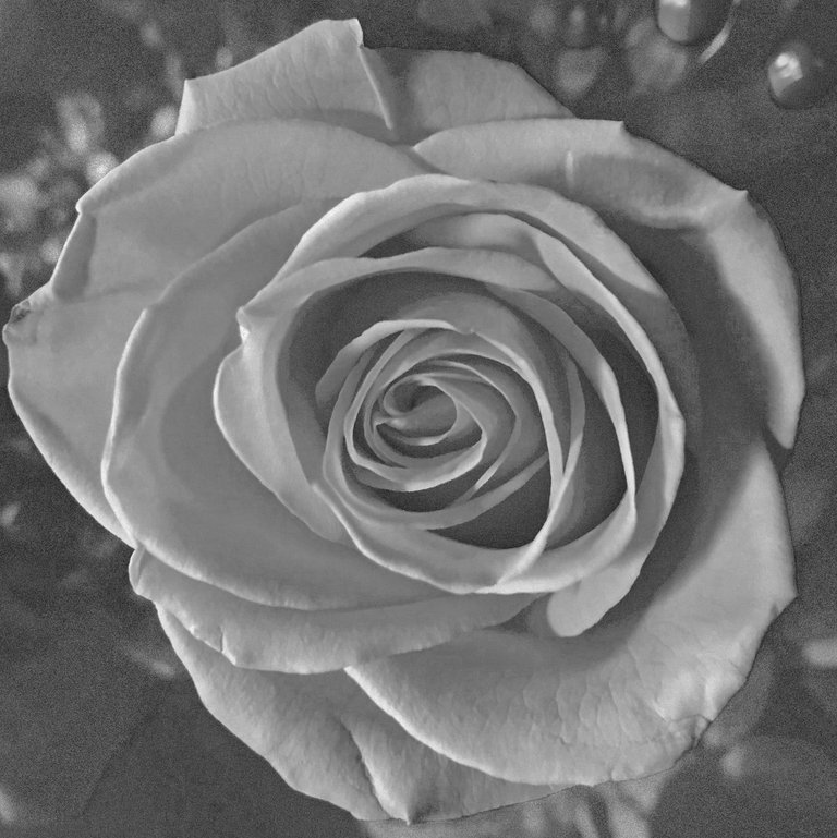 rosedigitalartfilmgrainblackandwhite.jpg