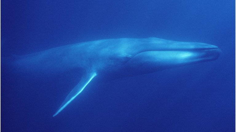 blue-whale.jpg